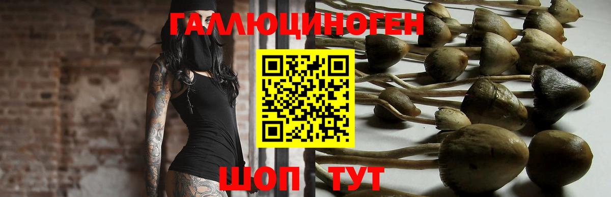 Псилоцибиновые грибы GOLDEN TEACHER Дмитров